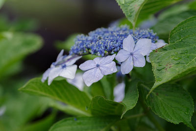 Close-up of purple flowering plant