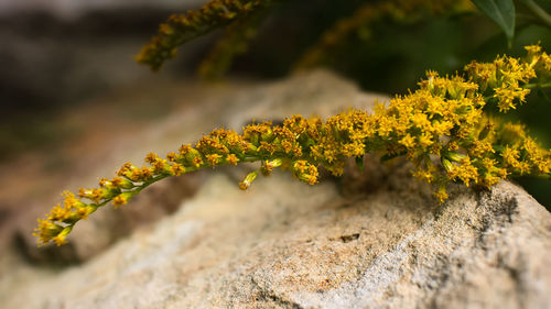 Close-up of yellow flowering plant