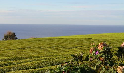 Scenic view of agricultural field against sky