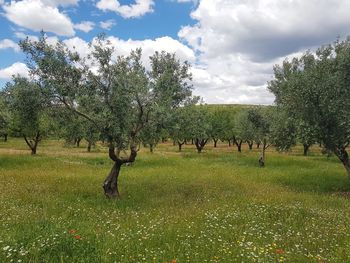 Trees on field against sky