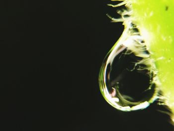 Close-up of leaf against black background