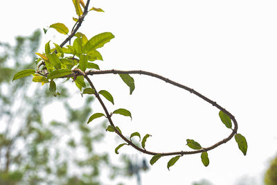 Low angle view of tree against clear sky