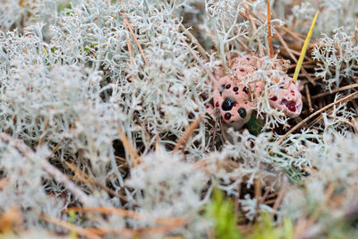 Close-up of crab on field