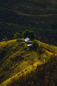 High angle view of trees and plants on land