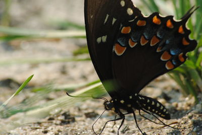 Close-up of butterfly