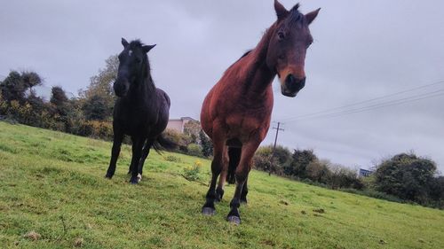 Horses standing on field against sky