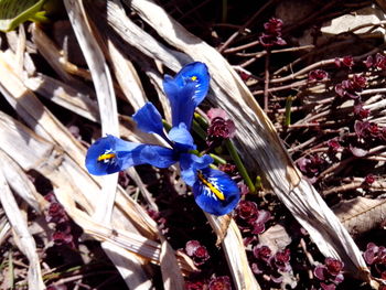 Close-up of blue flowers