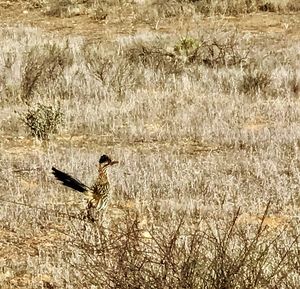 Bird on field