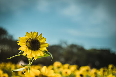 Close-up of yellow flowering plant on field