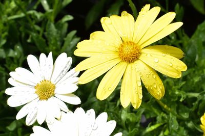 Close-up of wet yellow flower