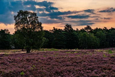 Trees growing on field against sky during sunset