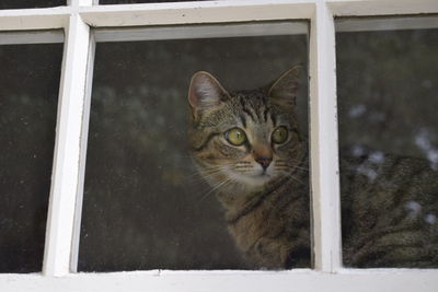 Portrait of cat seen through window