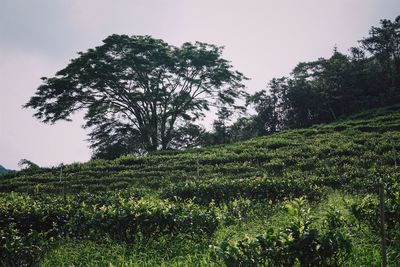 Trees on landscape against clear sky