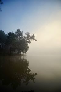 Tree by lake against sky