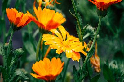 Close-up of orange flowering plant