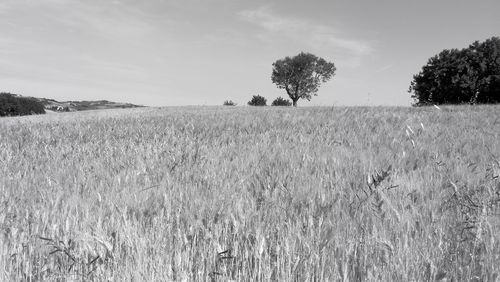 Scenic view of wheat field against sky