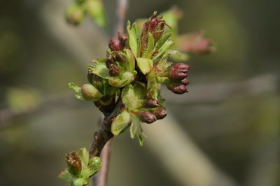 Close-up of flowering plant