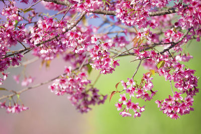 Close-up of pink cherry blossoms in spring
