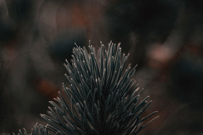 Close-up of pine tree