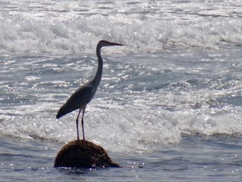 View of bird on beach