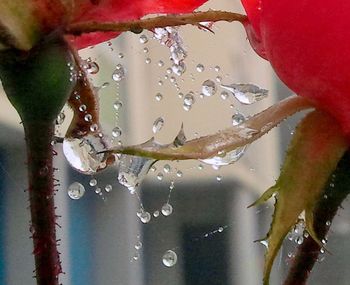 Close-up of water drops on glass