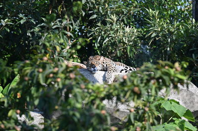 Close-up of bird perching on tree