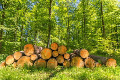 Stack of logs in forest