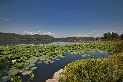 Water lily in lake against sky