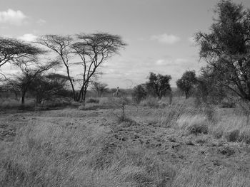 Trees on field against sky