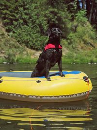 Dog on a boat in a lake