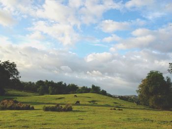 Scenic view of agricultural field against sky