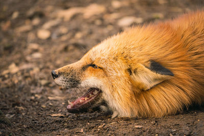 Close-up of lion lying on field