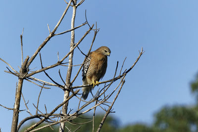 Low angle view of eagle perching on tree