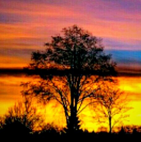 SILHOUETTE OF TREES AGAINST CLOUDY SKY