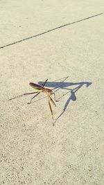 High angle view of praying mantis on road