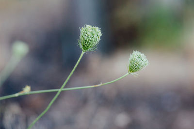 Close-up of plant