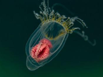 Close-up of jellyfish against black background