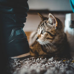 Close-up of cat looking away