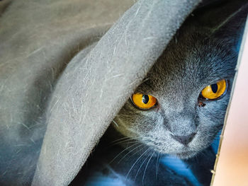 Close-up portrait of a cat