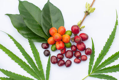 Close-up of fresh fruits on plant against white background