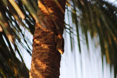 Low angle view of tree trunk