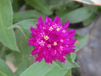 Close-up of pink flower