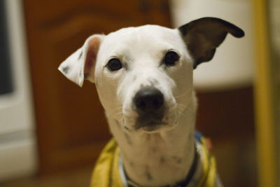 Close-up portrait of dog at home