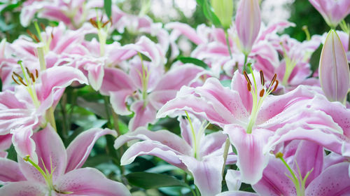 Close-up of pink flowers