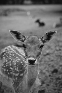 Portrait of deer standing on field