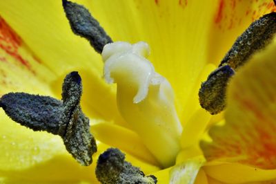 Close-up of yellow flower