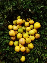 Close-up of oranges on tree