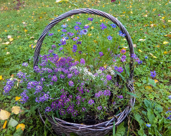 Close-up of purple flowers