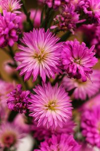 Close-up of pink flowering plants