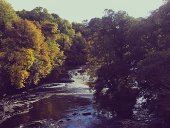 Stream flowing amidst trees against sky